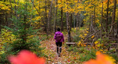 une personne qui fait une randonnée en forêt